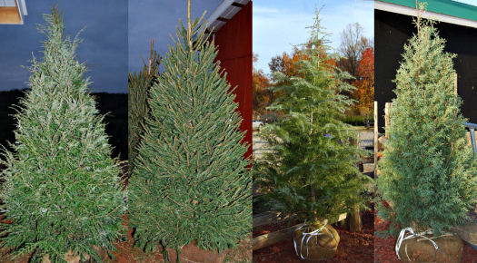 Christmas Tree Farm Choose Cut Your Own, Living, Pre Cut Shop Kinsey Family Farm