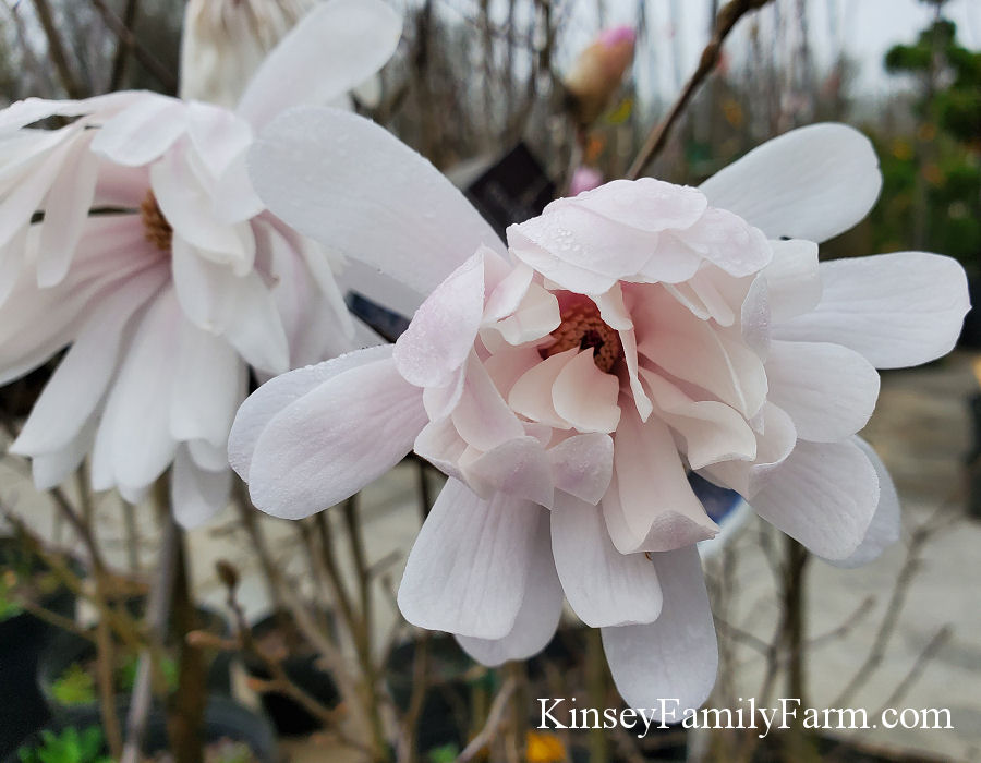Kinsey Family Farm Farm Centennial Blush Japanese Magnolia