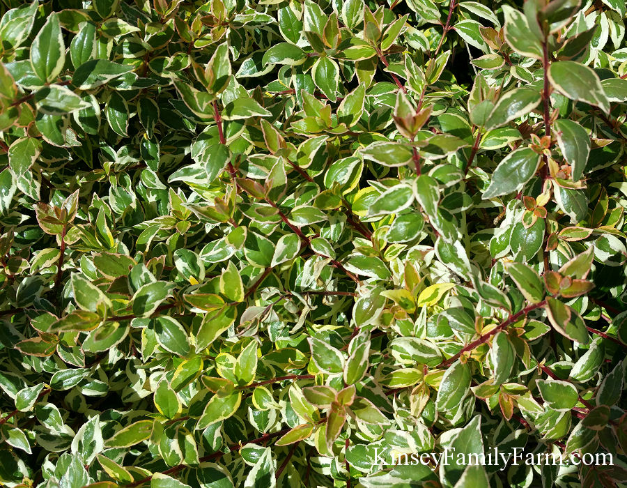 Kinsey Family Farm Radiance Abelia