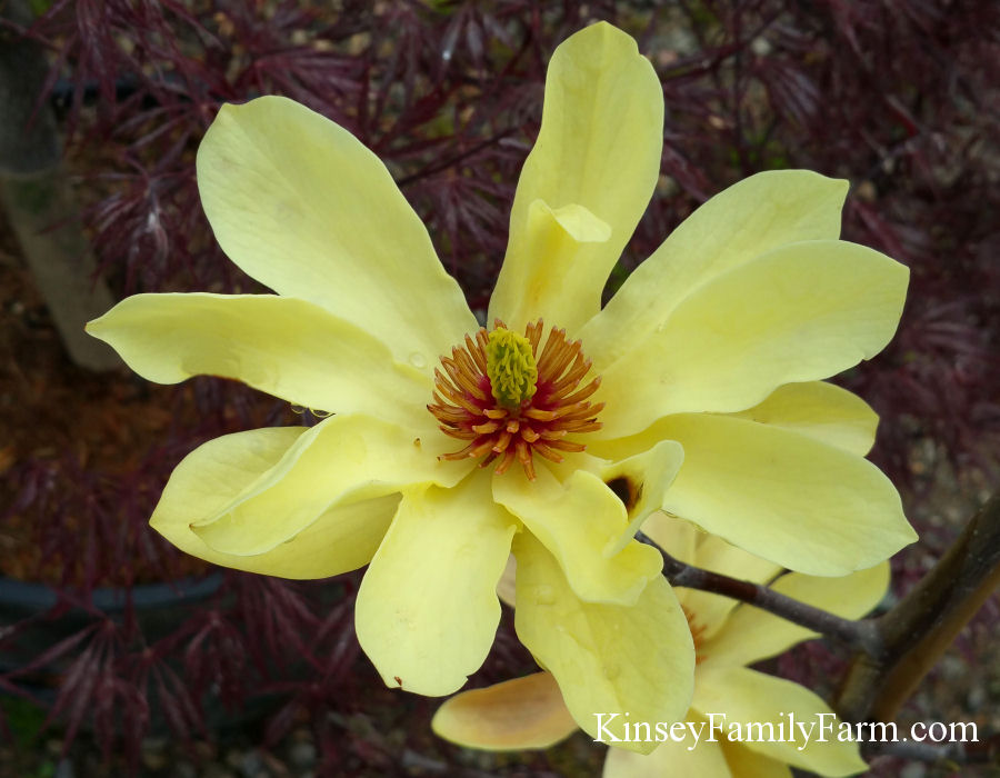 Kinsey Family Farm Farm Yellow Butterflies Magnolia