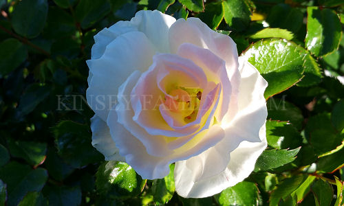 Kinsey Family Farm Drift Rose Popcorn