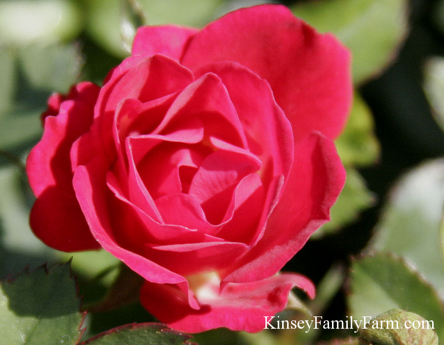 Kinsey Family Farm Drift Rose Red