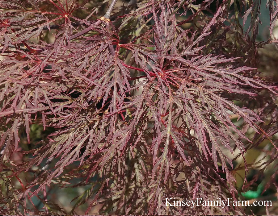 Kinsey Family Farm Red Filigree Lace Dwarf Japanese Maple