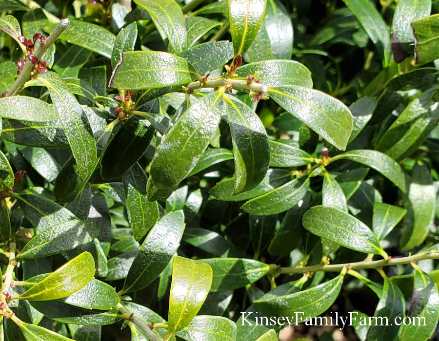 Kinsey Family Farm Gem Box holly