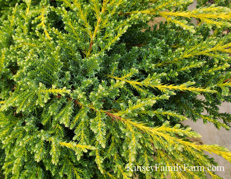 Juniper Plants For Sale Groundcover Shrub Kinsey Family Farm,Cockatiels For Sale