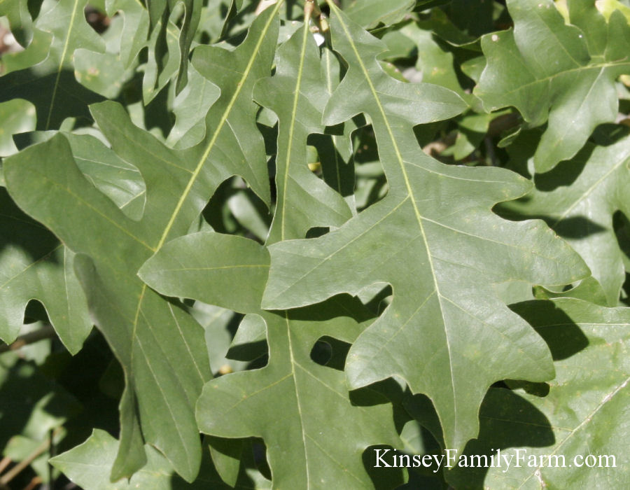 Kinsey Family Farm Quercus lyrata Overcup Oak Kinsey Family Farm