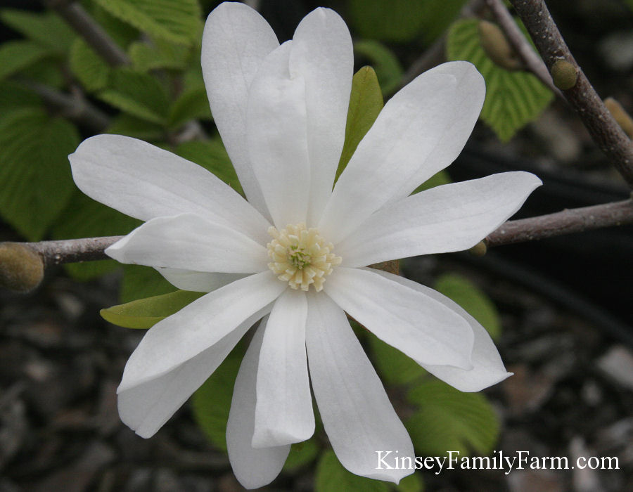 Kinsey Family Farm Farm Royal Star Magnolia