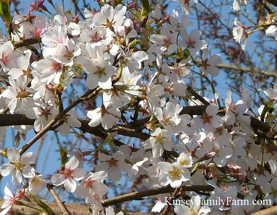 Flowering Cherry Trees For Sale Georgia Kinsey Family Farm ...