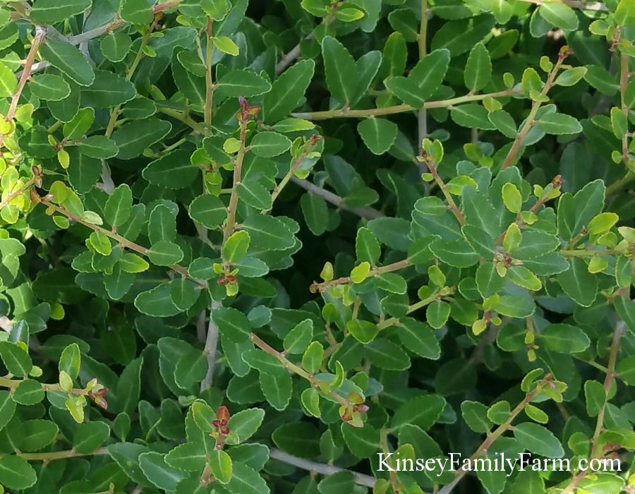 Kinsey Family Farm Yaupon Stokes Dwarf Holly