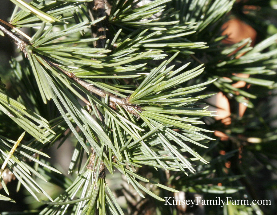 Kinsey Family Farm Weeping Deodar Cedar
