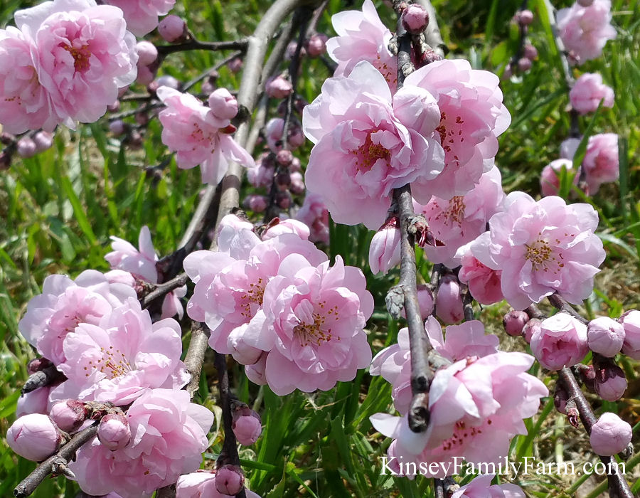 Kinsey Family Farm Weeping Flowering Peach Pink Cascade.